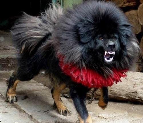 藏獒变成人之后手绘视频,手绘视频中的奇幻之旅