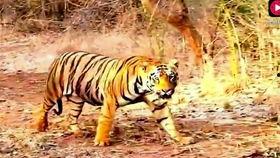 母虎变成人形视频播放