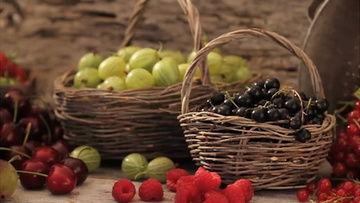 水果视频下载成人,解锁成人生动瞬间